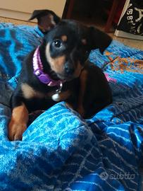 Cuccioli di pinscher