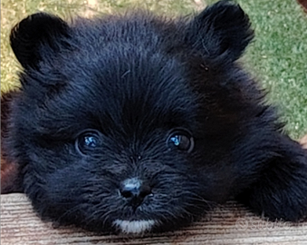 Cuccioli di Spitz della Pomerania