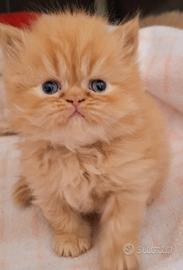 Meravigliosi cuccioli di razza persiano