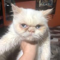 Gatto persiano exotic red point femmina