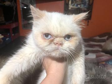 Gatto persiano exotic red point femmina