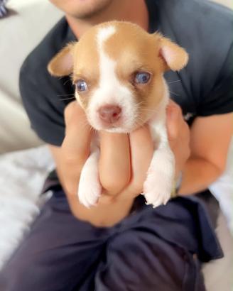 Chihuhahua