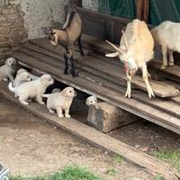 Cuccioli di pastore maremmano