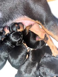Cuccioli di meticcio