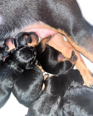 Cuccioli di meticcio