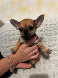 Maschietto chihuahua