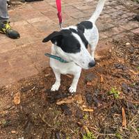 Jeck rassel molto affettuoso