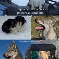 Cuccioli di CLC e pastore australiano