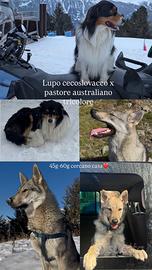 Cuccioli di CLC e pastore australiano