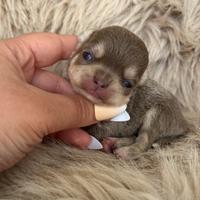 Chihuahua lilac tan femmina