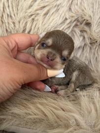 Chihuahua lilac tan femmina