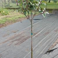 photinia red robin mezzo fusto, vaso 10 litri