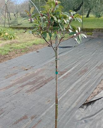 photinia red robin mezzo fusto, vaso 10 litri