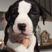 Cuccioli Amstaff