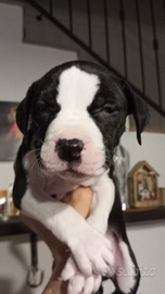 Cuccioli Amstaff