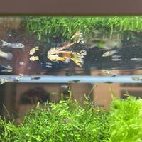 Pesci acqua dolce - guppy endler 5 a 5