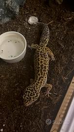 geco leopardino