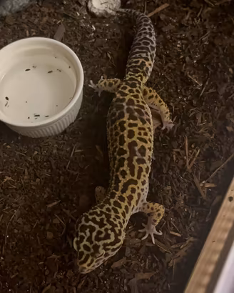 geco leopardino
