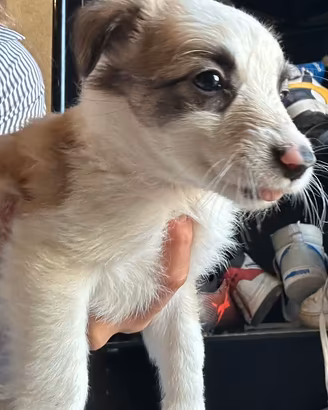 Cuccioli Border Collie