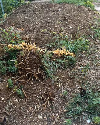 Terra Giardino