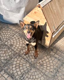Pinscher femmina 3 anni