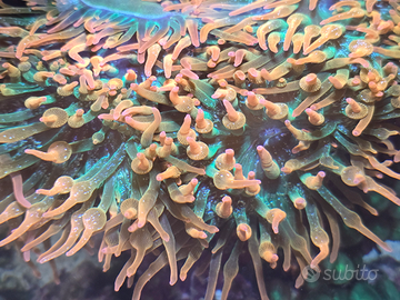 Anemone acquario marino Entacmaea