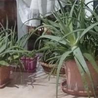 Piante giganti di Aloe 