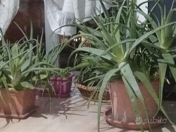 Piante giganti di Aloe 
