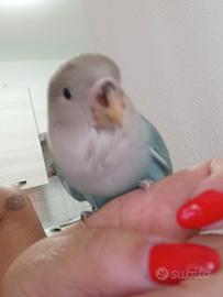 Inseparabile allevato a mano