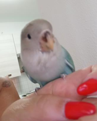 Inseparabile allevato a mano