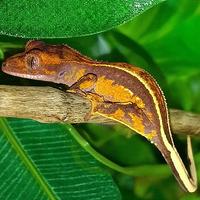 Baby geco Ciliatus Fullpin Tricolor, teca, insetti