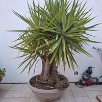 Yucca