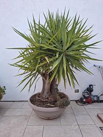 Yucca