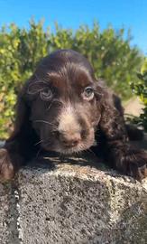 Cocker spaniel inglese cioccolato