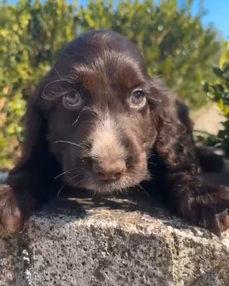 Cocker spaniel inglese cioccolato