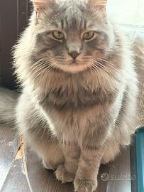 Dolcissimo gatto