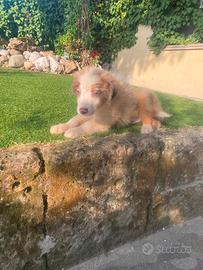 Cuccioli di pastore australiano maschi