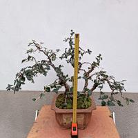 Bonsai di leccio H 67 cm 
