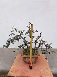 Bonsai di leccio H 67 cm 