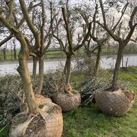 PIANTE ULIVO LECCINO ZOLLATE