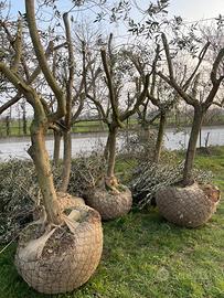 PIANTE ULIVO LECCINO ZOLLATE