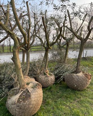 PIANTE ULIVO LECCINO ZOLLATE