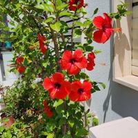 ibisco hibiscus pianta da fiori ibiscus in 2 vasi