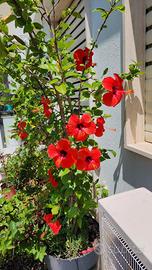 ibisco hibiscus pianta da fiori ibiscus in 2 vasi