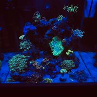 Acquario marino completo di tutto