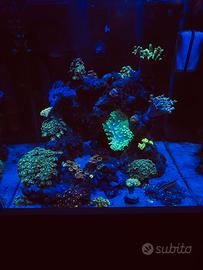 Acquario marino completo di tutto