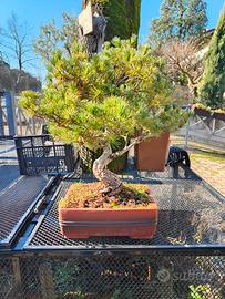 Pino bianco bonsai 