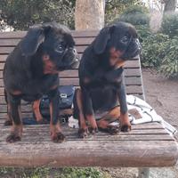 Cuccioli di brabantio