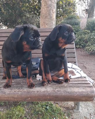 Cuccioli di brabantio