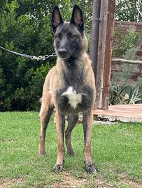 Pastore belga malinois